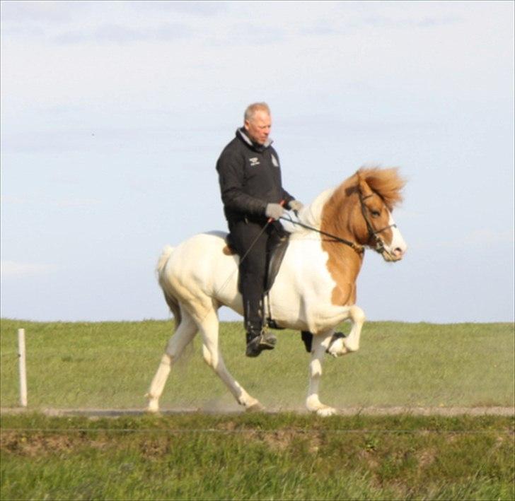 Islænder Sýn frá Ketilsstöðum - Sýn i træning, her er det Bergur der rider hende :o) billede 4
