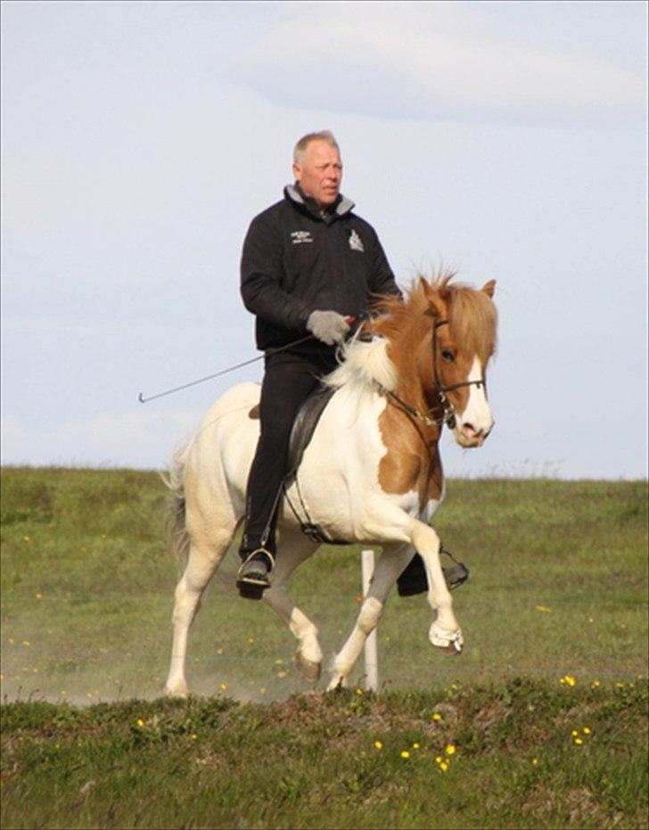 Islænder Sýn frá Ketilsstöðum - Trav :o) billede 5