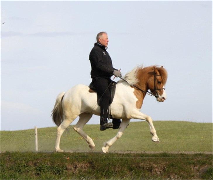 Islænder Sýn frá Ketilsstöðum - trav igen :o) billede 6