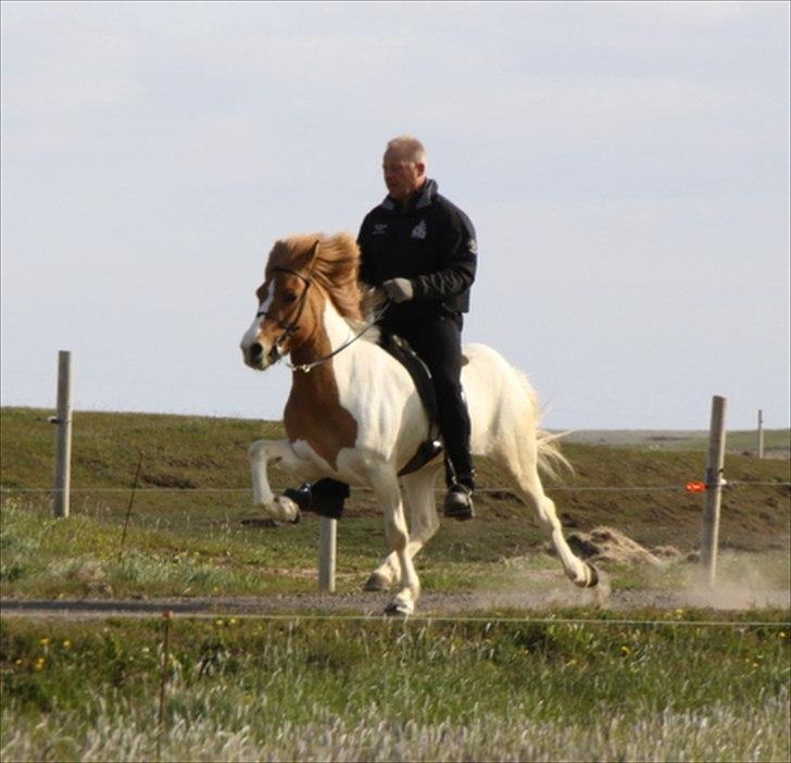 Islænder Sýn frá Ketilsstöðum - Pas :o) billede 7