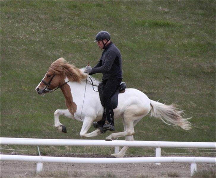 Islænder Sýn frá Ketilsstöðum - Sýn til sin 5 års kåring hvor hun fik en total på 7.96 :o) billede 8