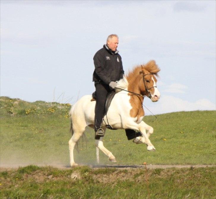Islænder Sýn frá Ketilsstöðum - Galop :o) billede 9