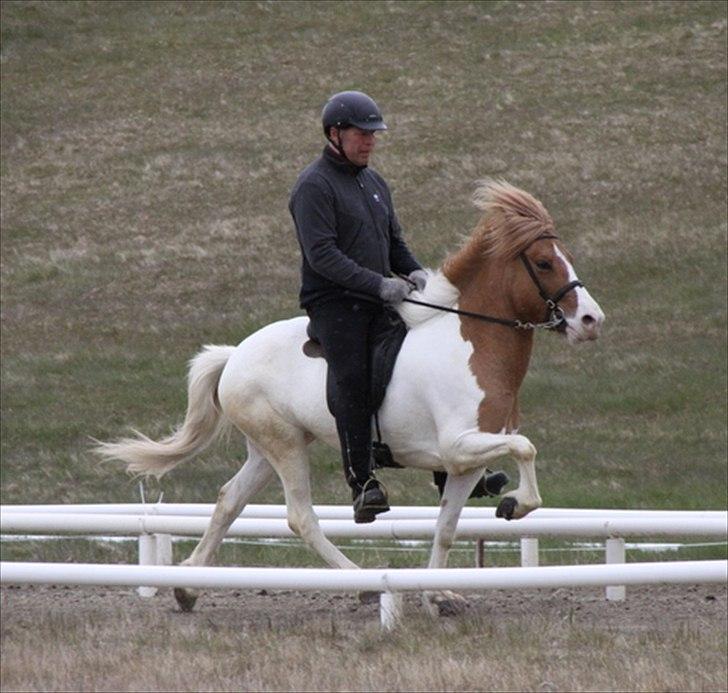 Islænder Sýn frá Ketilsstöðum - Kåring :o) billede 12