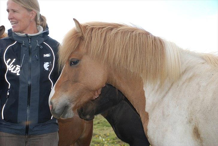 Islænder Sýn frá Ketilsstöðum - Min mor og Sýn igen :o) billede 14