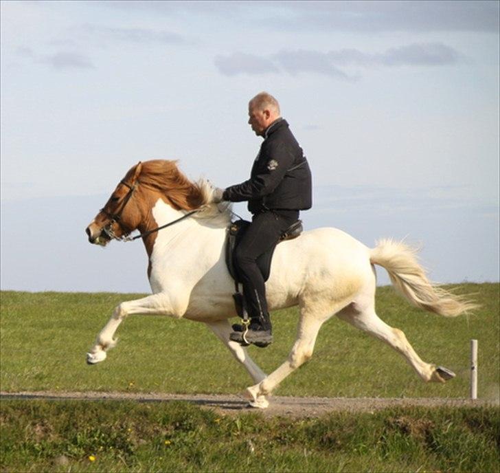 Islænder Sýn frá Ketilsstöðum - Pas :o) billede 15