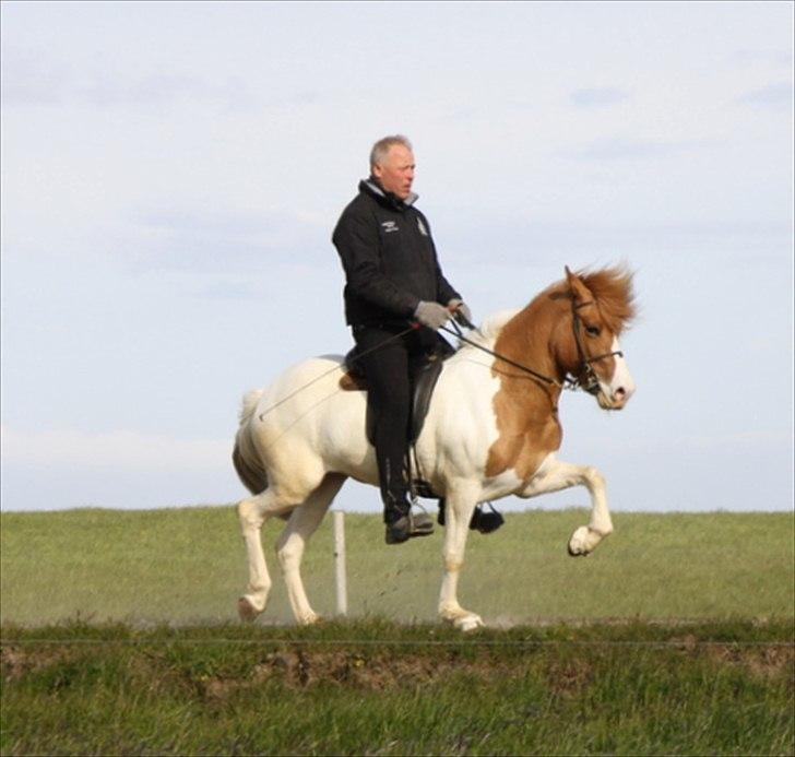 Islænder Sýn frá Ketilsstöðum - Trav billede 17