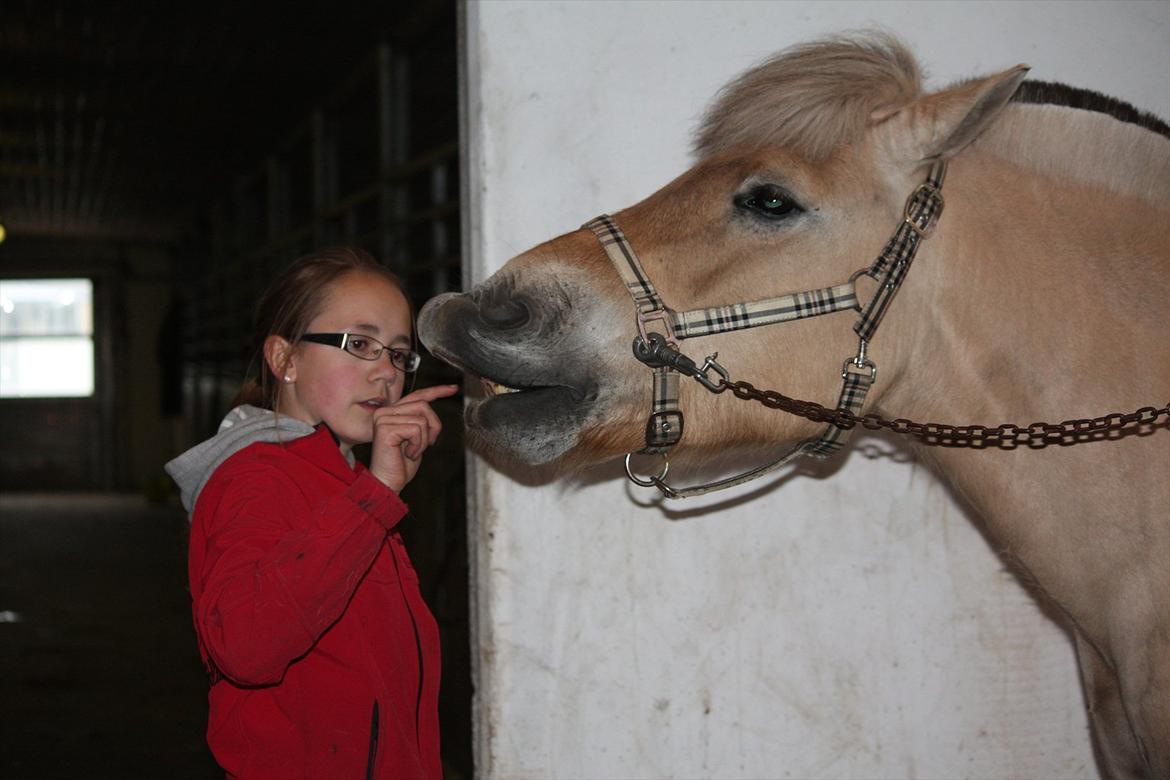 Fjordhest Ronaldo "Otto" Nordly -  smile :P billede 2