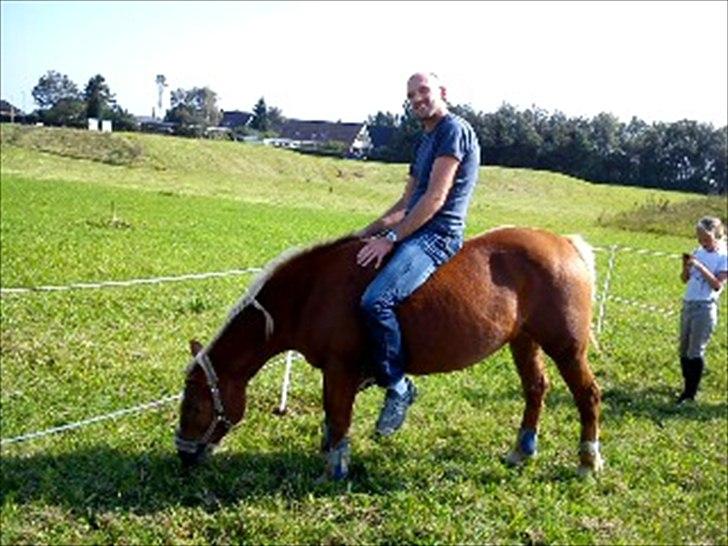 Tyroler Haflinger Wendy  - Lars skulle da lige sidde på dne tykke pony :D billede 12