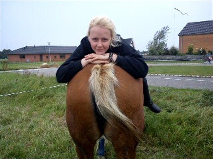 Tyroler Haflinger Wendy  billede 17