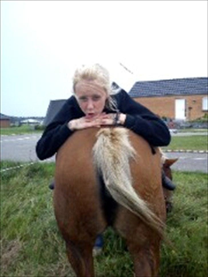 Tyroler Haflinger Wendy  billede 19