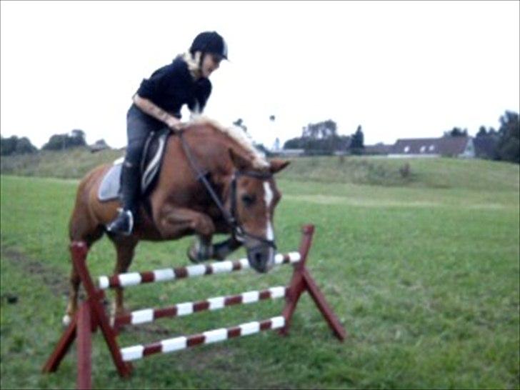 Tyroler Haflinger Wendy  billede 20