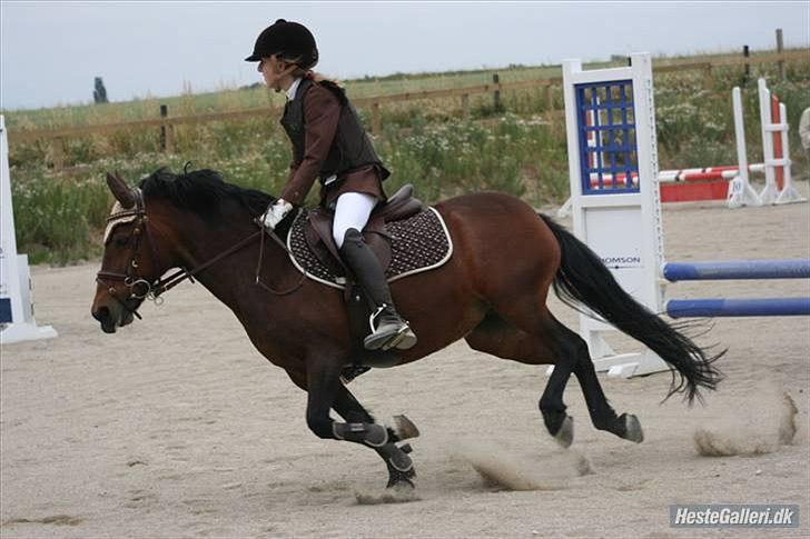 DSP Smedestedet's Kiwi.<3 Elsker dig stadig!<3 billede 3