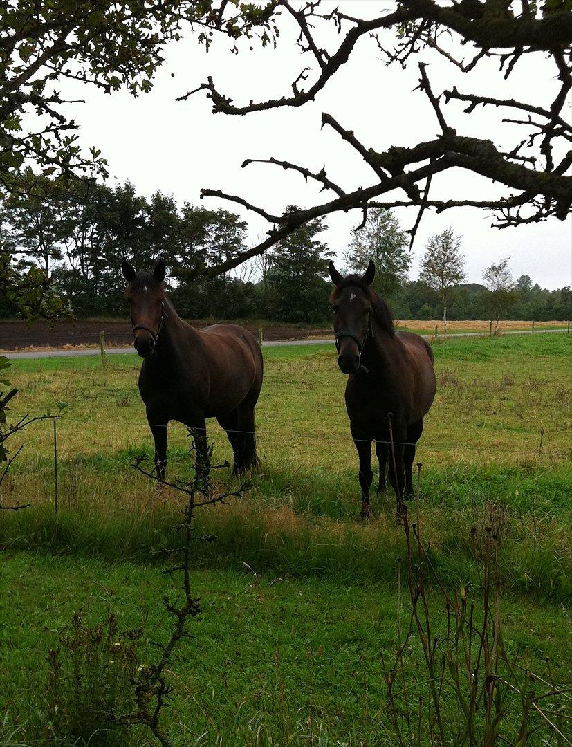 New Forest Holmens Princess - Holmens Princess tv
Holmens Sir Bastian th
Foto: CMF-foto billede 9