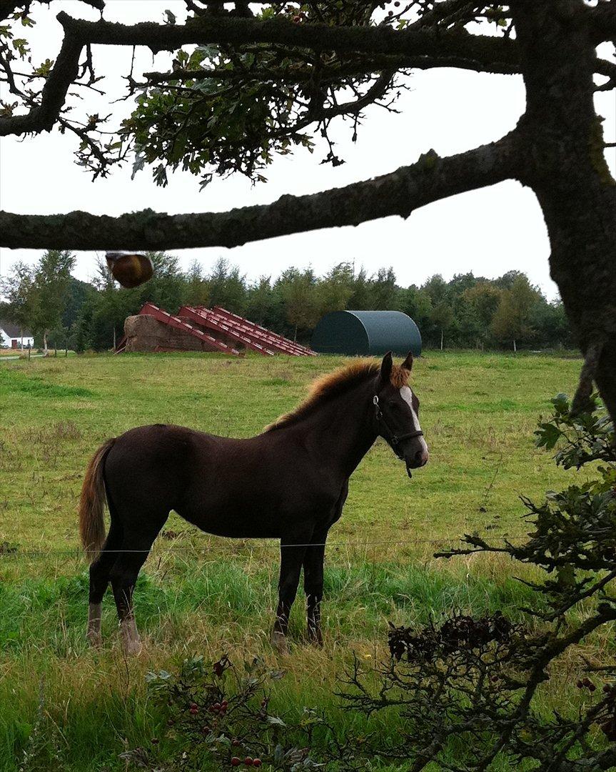 New Forest Holmens Lady Diva billede 11