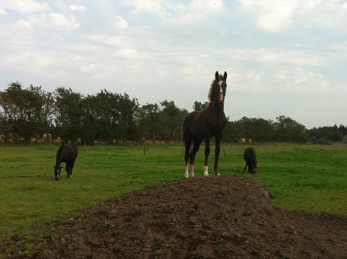 New Forest Holmens Lady Diva billede 12