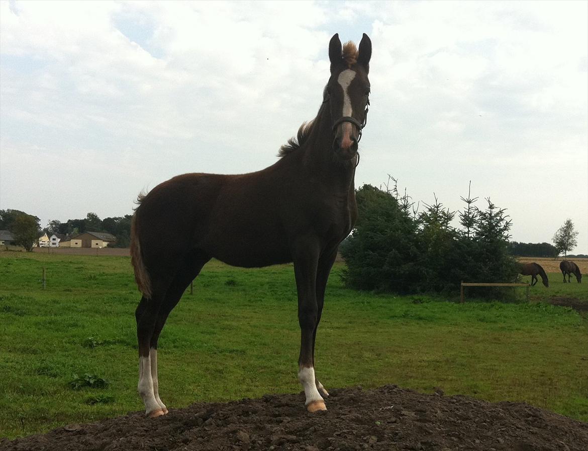 New Forest Holmens Lady Diva billede 13