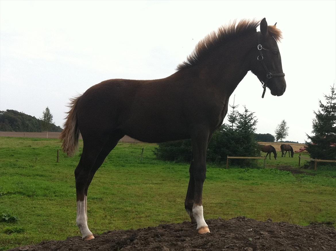 New Forest Holmens Lady Diva billede 14