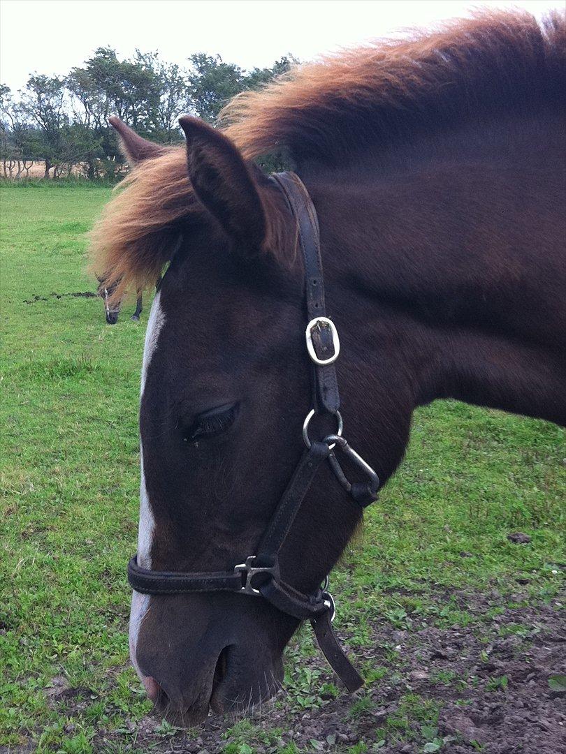 New Forest Holmens Lady Diva billede 15