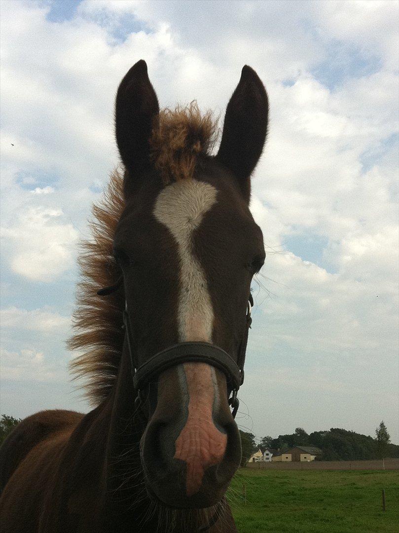 New Forest Holmens Lady Diva - Aug. 2011
CMF-Foto billede 2