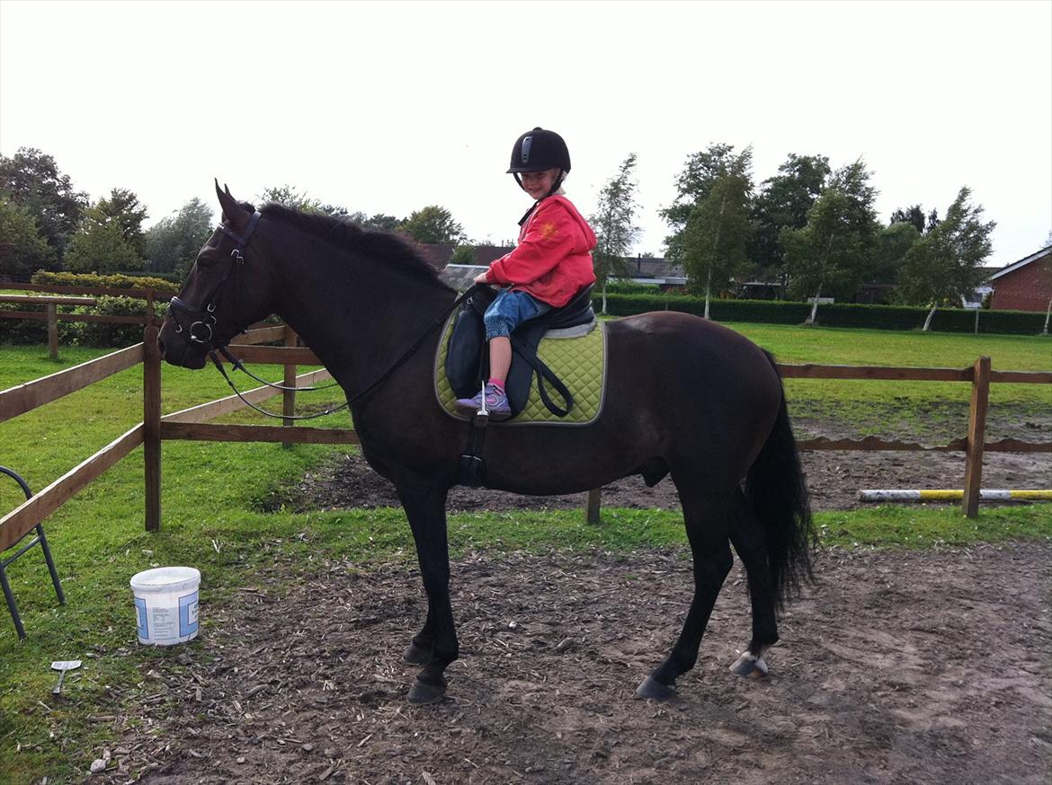 New Forest Holmens Sir Bastian - Emma(6 år) rider selv Bastian(4 år)
aug 2011
CMF-Foto billede 18