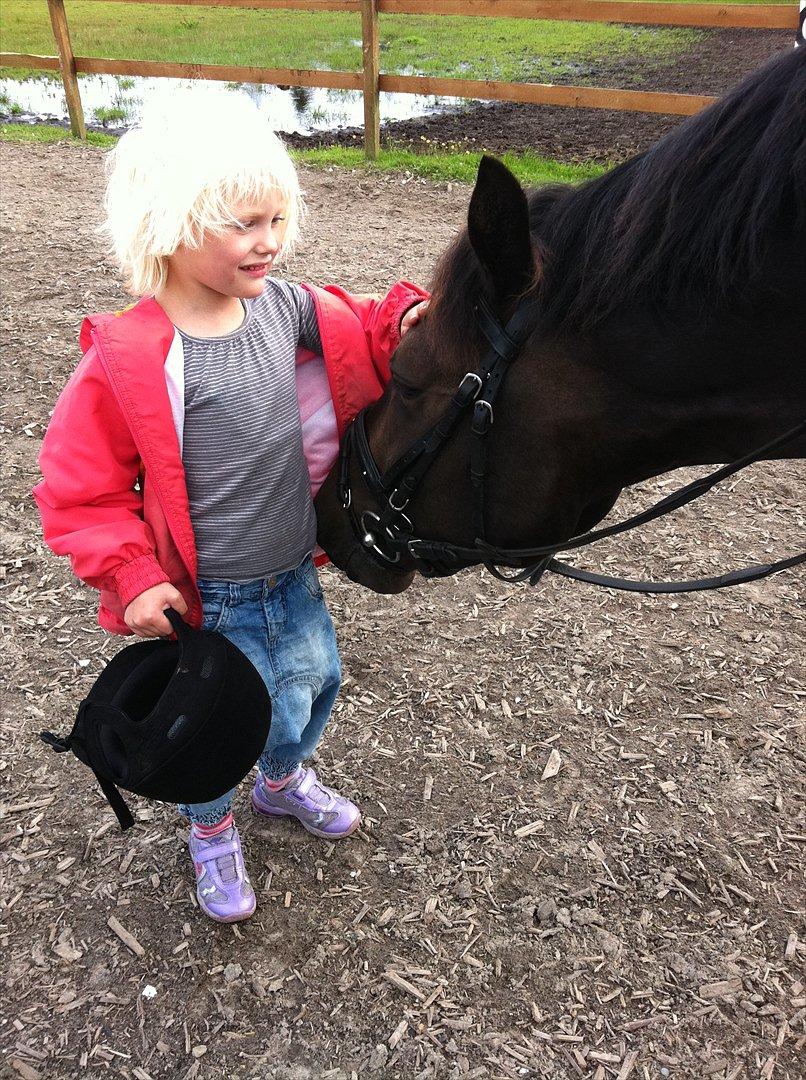 New Forest Holmens Sir Bastian - Billedet siger jo det hele :)
august 2011
CMF-Foto billede 4