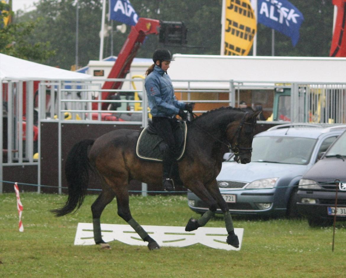 New Forest Holmens Kazai - Solgt - Kazai og hans nye ejer Stinna .
Opvisning Herning 2011
Foto: JL-Foto billede 10