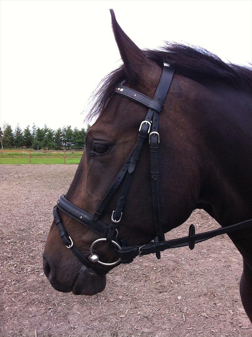 New Forest Holmens Sir Bastian *Solgt* - Den smukke <3 billede 4