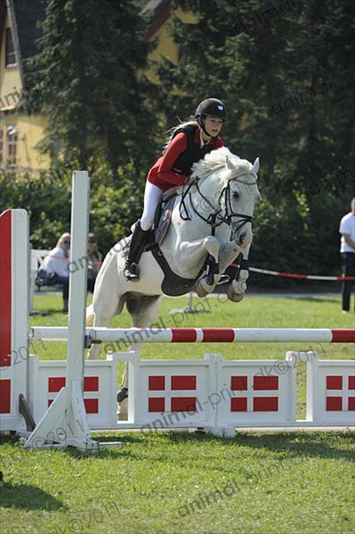 Anden særlig race CastleFarm Jimmy Blue B-pony - König stævne billede 10