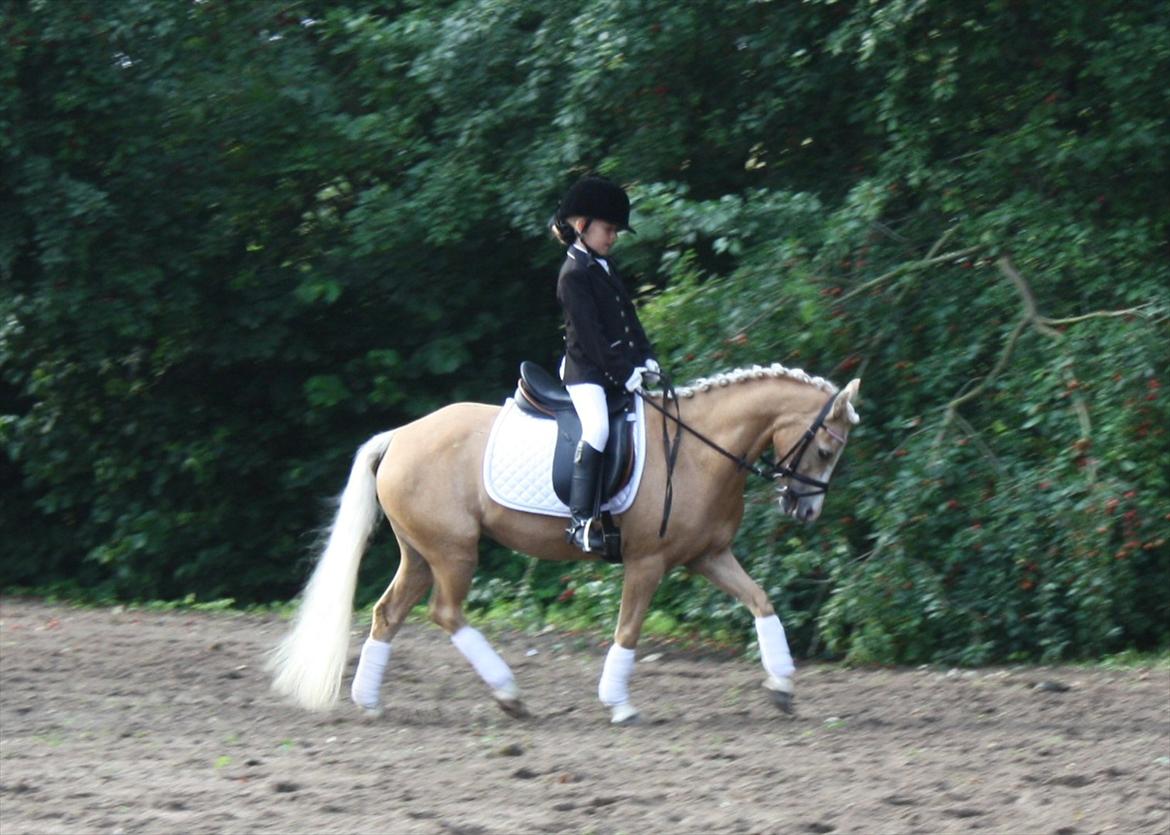 Welsh Mountain (sec A) Golden Guldlok billede 15