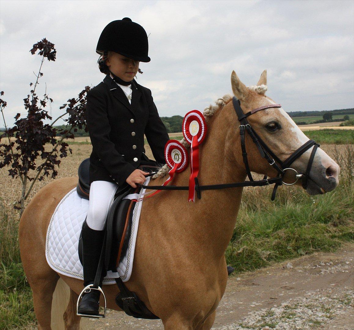 Welsh Mountain (sec A) Golden Guldlok billede 18