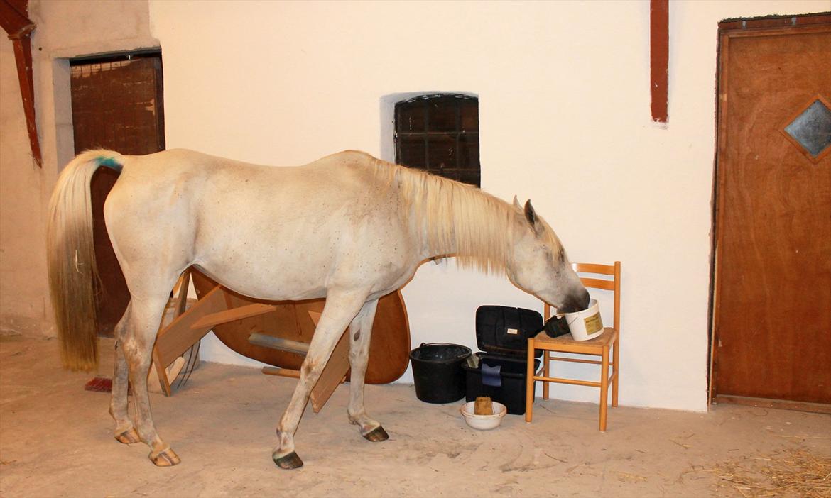 Arabisk fuldblod (OX) ,-*`Moonwalker's Lacoste´*-, //SOLGT// billede 7