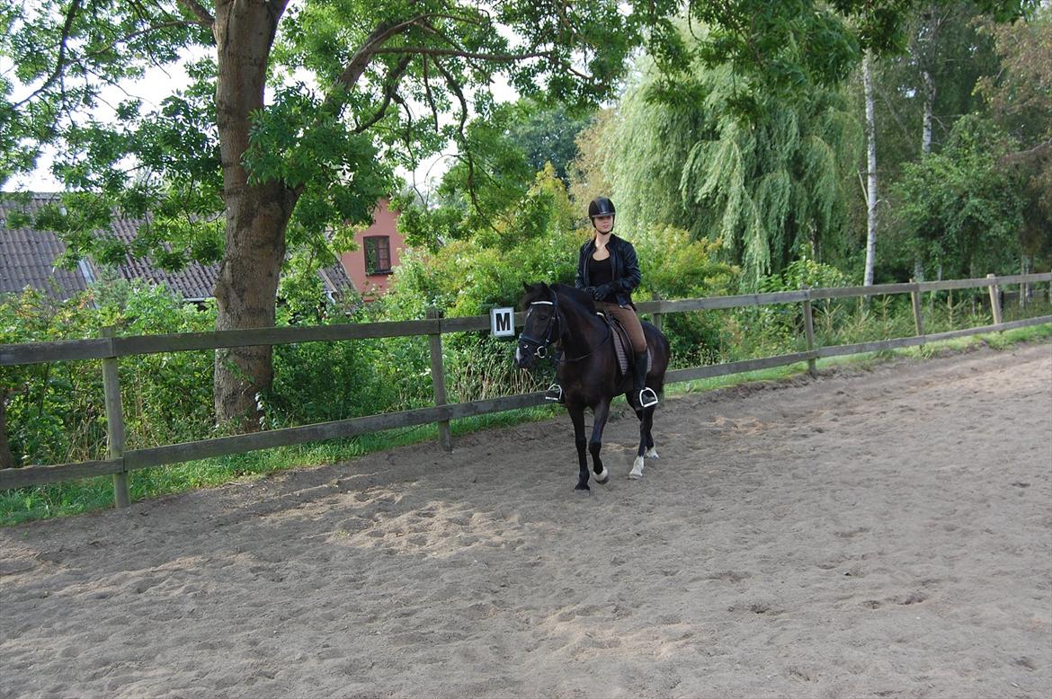 Hollandsk Sportspony Lady Black - 16) *NYT* gud hvor jeg dog elsker den hest! foto: julie rajchmann! TAK!<3 billede 16