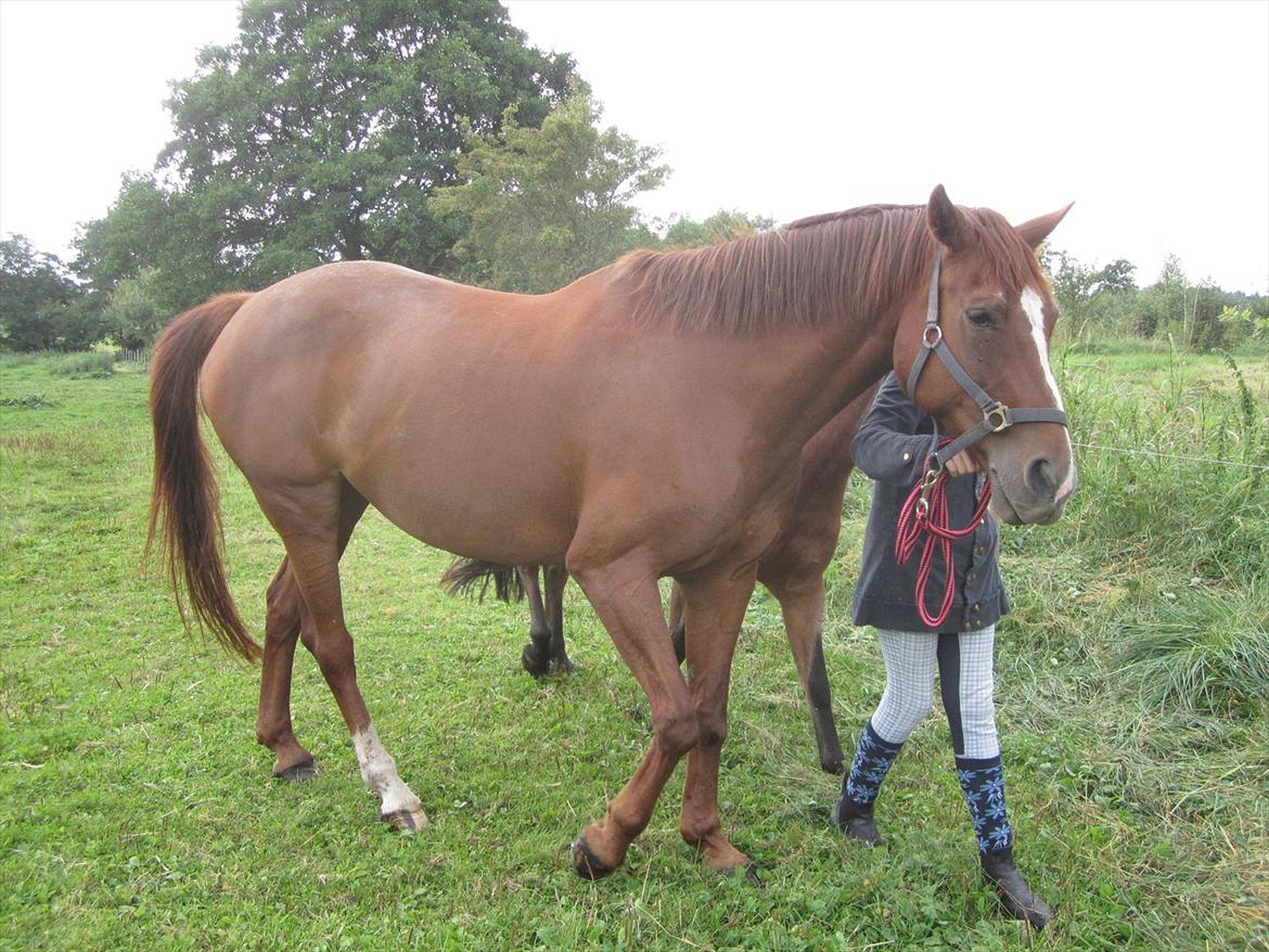 Hollandsk Varmblod | Lariemke | - på vej ind fra folden billede 12