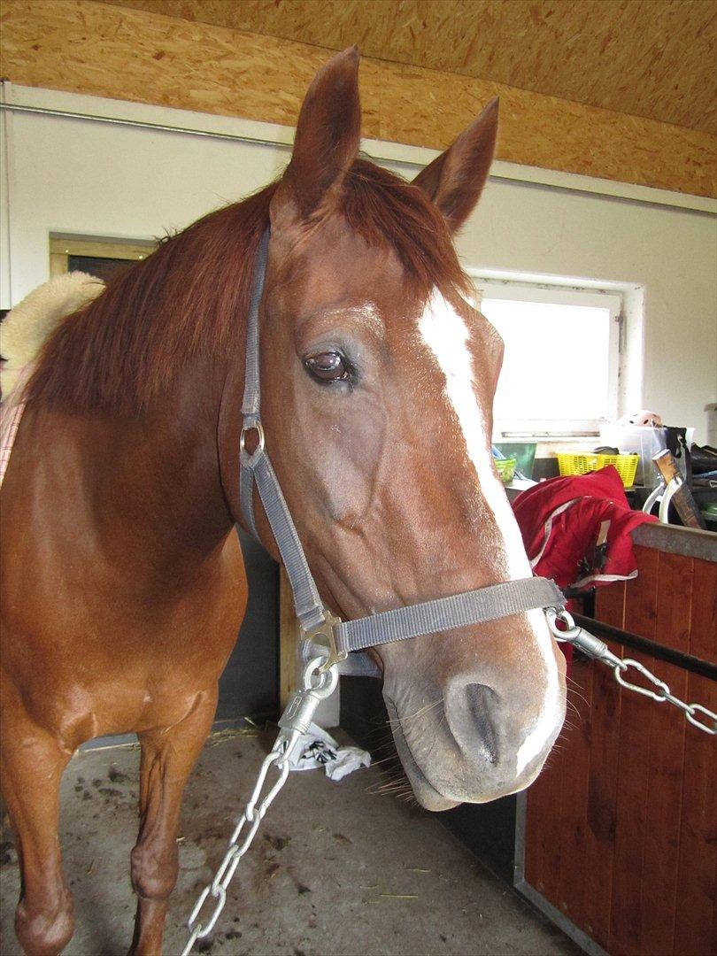 Hollandsk Varmblod | Lariemke | - tøsen billede 13