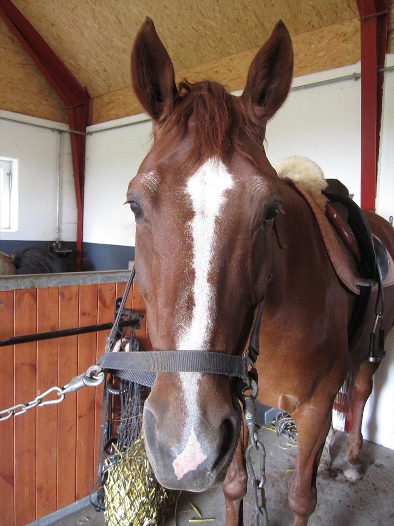 Hollandsk Varmblod | Lariemke | - smukke Riemke billede 14