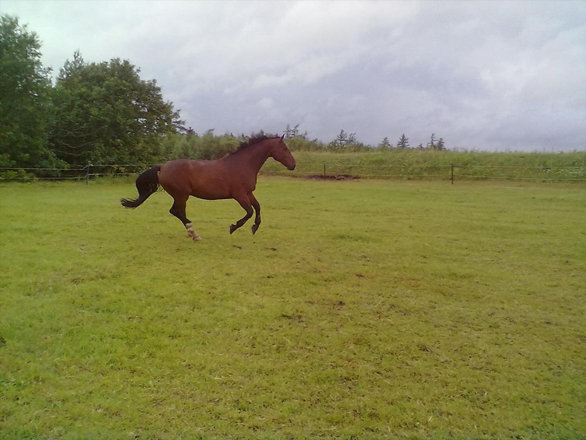 Anden særlig race Øko. billede 8