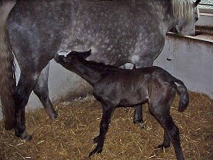 Connemara Borks Dixie Girl - Første nat i boksen sammen med mor Diva billede 8