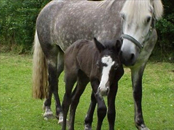 Connemara Borks Dixie Girl - En gang nysgerrig, altid nysgerrig! billede 9