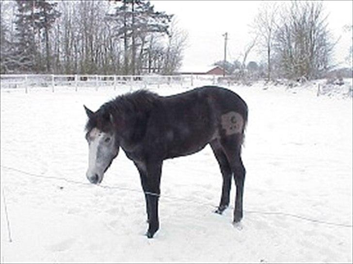 Connemara Borks Dixie Girl - Prrrr! Sne er vådt og koldt! godt at jeg skal ind i en varm stald! billede 10