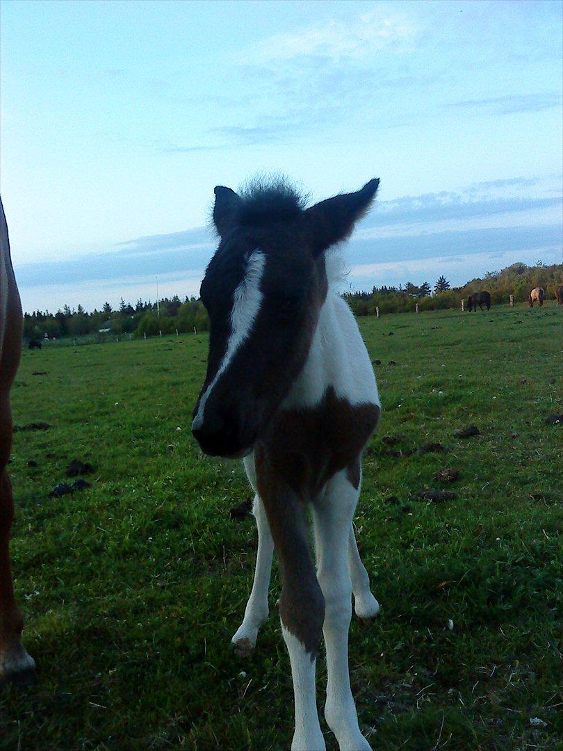 Islænder Kylja fra Vestmose - Lille og ny, og lidt i tvivl om hvad det er for en verden... billede 18