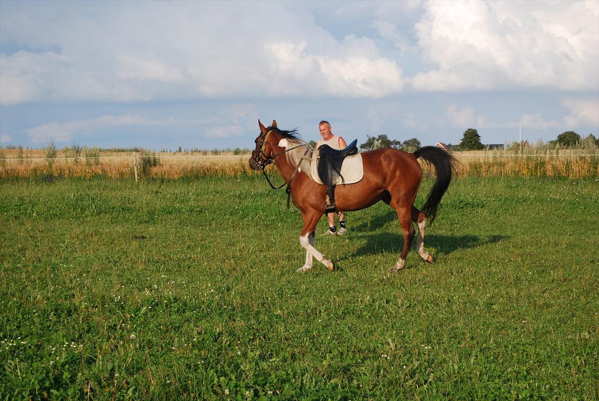 Amerikansk Paint Pony sjip misty blue - hvad er nu det for noget, skal jeg løbe rundt her? billede 6