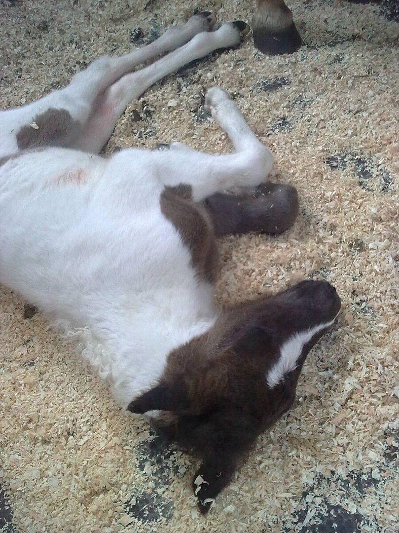 Islænder Kylja fra Vestmose - 1 dag, i trailer til dyrlægen for at få fjernet det sidste af moderkagen. Hun var SÅ sej, og derefter meget træt :0) billede 17