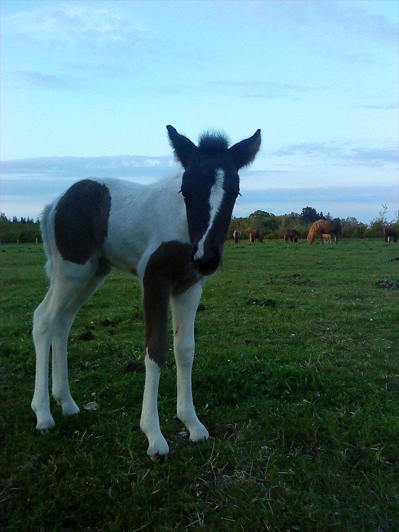 Islænder Kylja fra Vestmose - Hmmm... har fået et par kommentarer til dette billede... er det nu også en Isi og ikke en...??? billede 19
