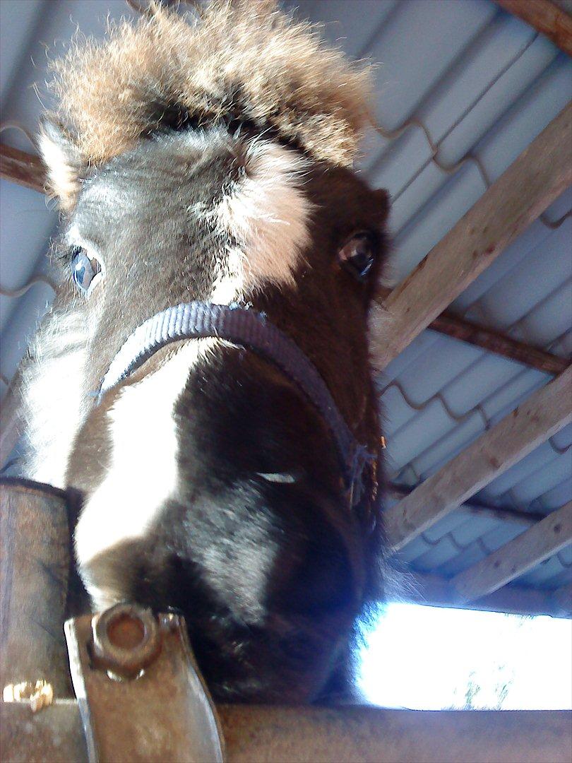 Islænder Kylja fra Vestmose - Close up!!! billede 11