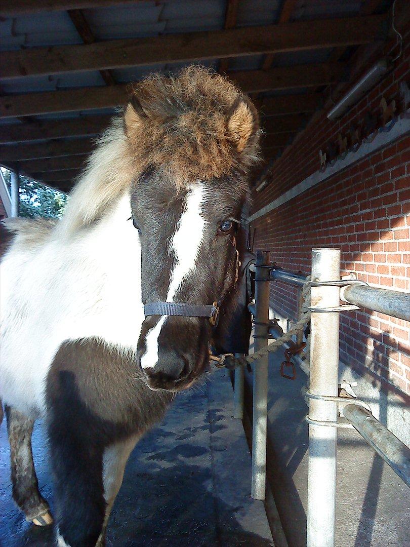 Islænder Kylja fra Vestmose billede 10