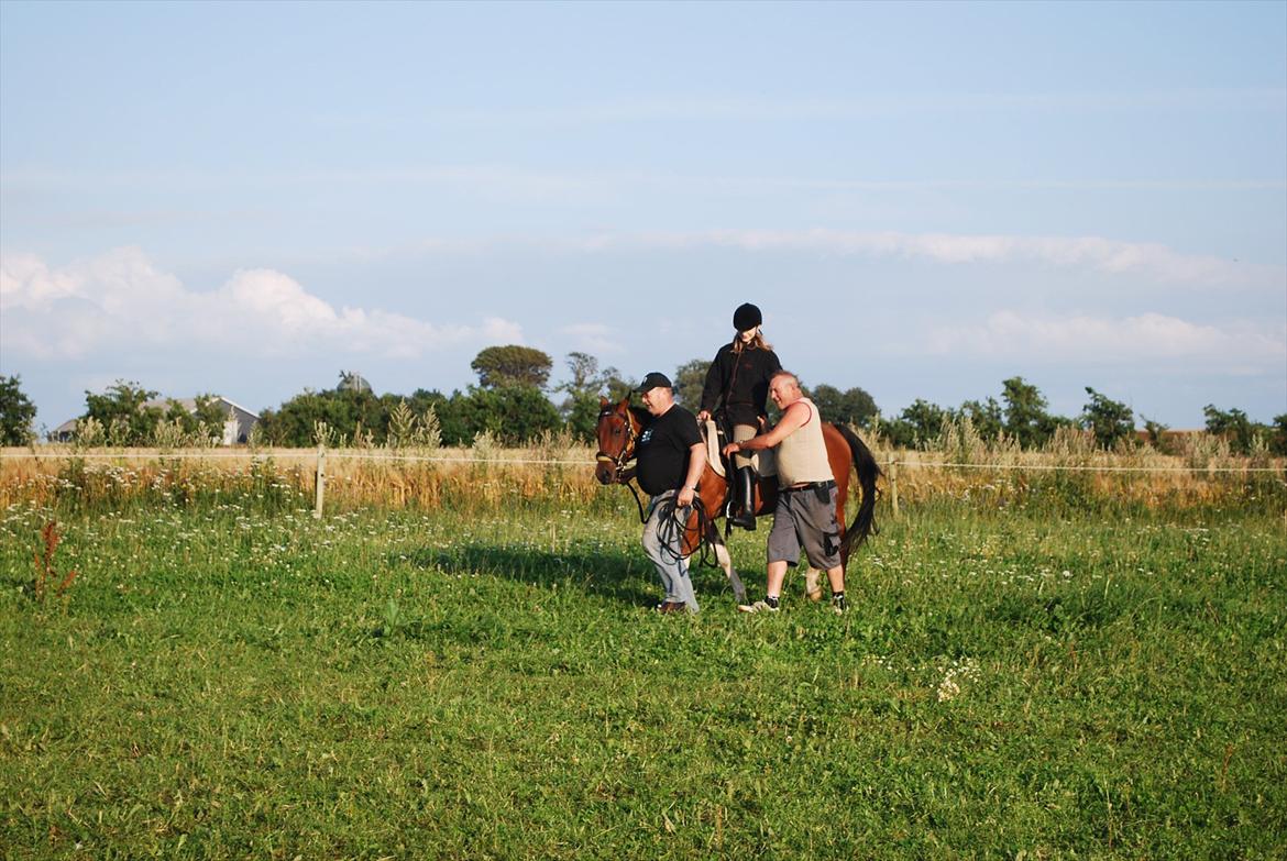 Amerikansk Paint Pony sjip misty blue - første gang med rytter billede 7