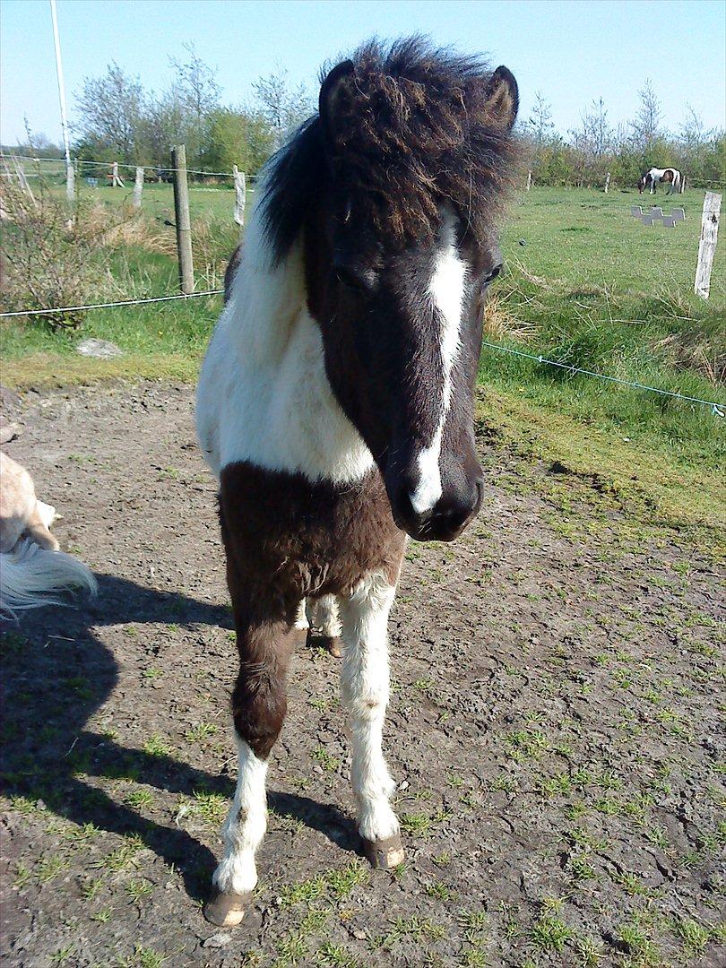Islænder Kylja fra Vestmose - lille pjuske trold :0) billede 8