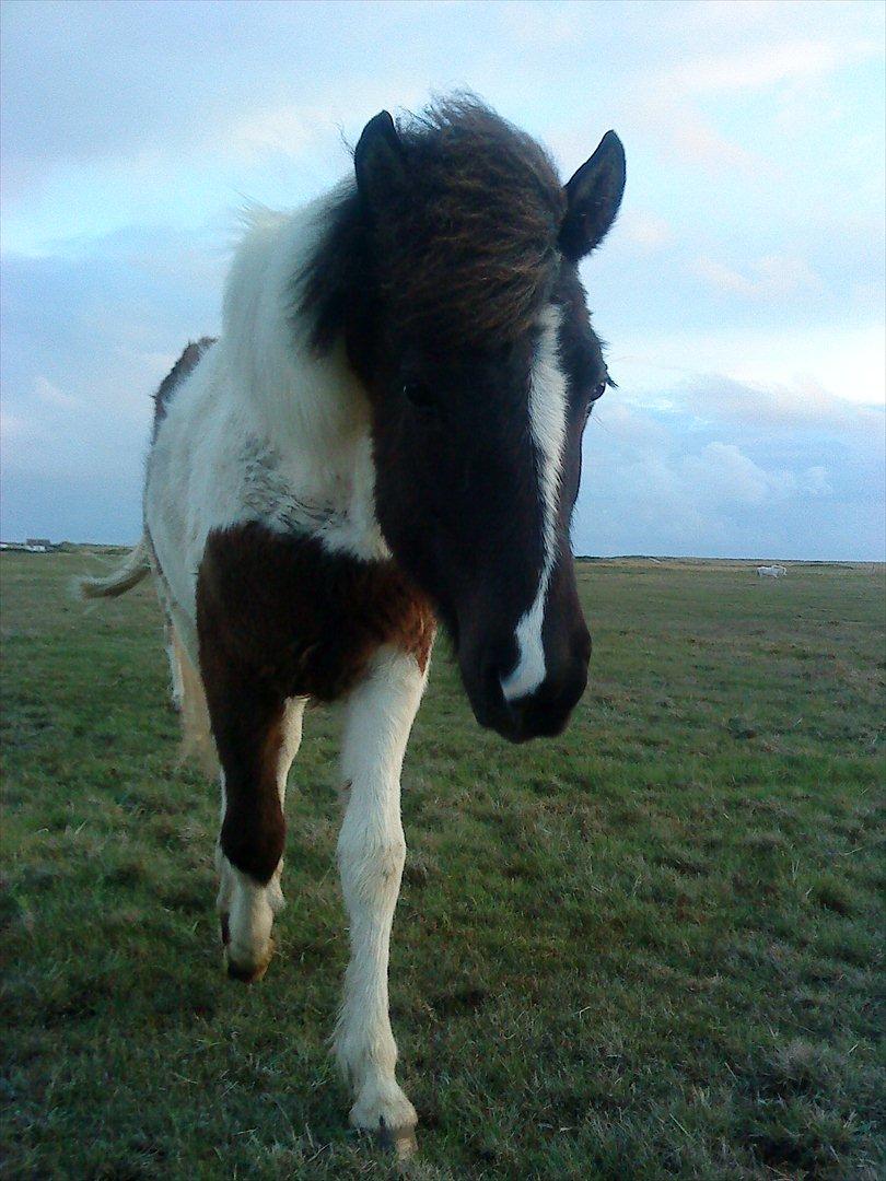 Islænder Kylja fra Vestmose billede 1