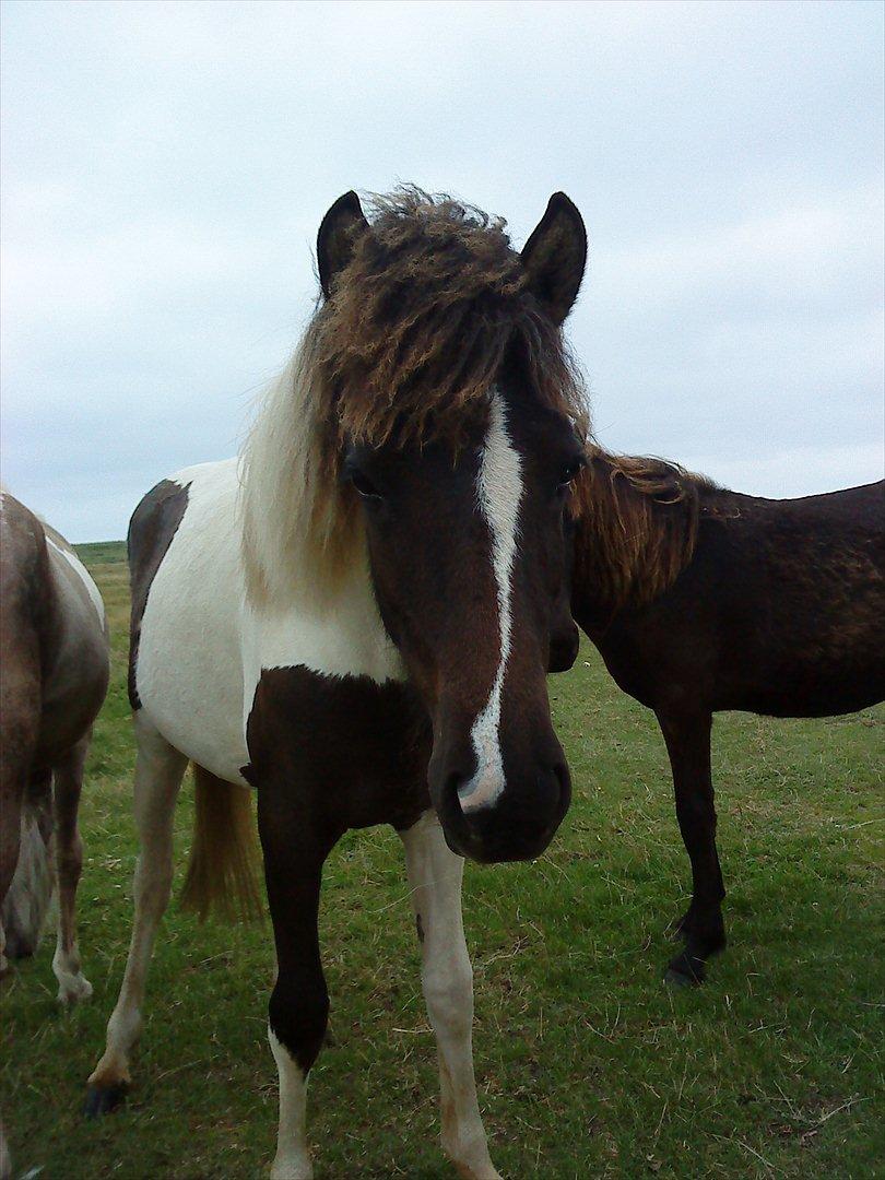 Islænder Kylja fra Vestmose - Begynder så småt at udvikle sig til en "voksen" billede 3