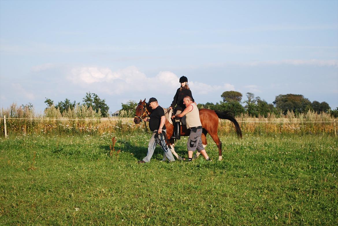 Amerikansk Paint Pony sjip misty blue billede 8